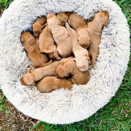 Golden Retriever Puppies from Salty Goldens