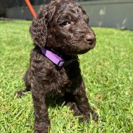 Purpple - Chocolate female Labradoodle puppy in Chula Vista, California from Coastal Cocoa Labradoodle