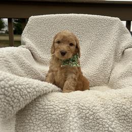Male 1 - Caramel male Australian Labradoodle puppy in Morristown, New Jersey from English Manor Labradoodles