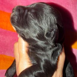 Black girl with lots of white on chest. - Black female Miniature Schnauzer puppy in Pflugerville, Texas from K&K Precious Tx schnauzers