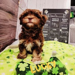 Havanese Puppies from Sweet Southern Havanese