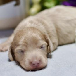Pickle - Dapple male Dachshund puppy in Bellville, Ohio from JK Mini Doxies