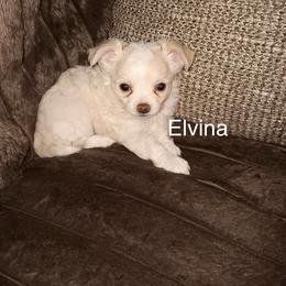 Princess Elvina - Chihuahua