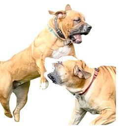 Boerboel All Grown Up from Verdict Boerboels