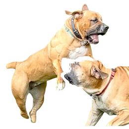 Boerboel All Grown Up from Verdict Boerboels