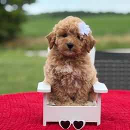 Ruby - Apricot female Goldendoodle puppy in Estesburg, Kentucky from Wet Goldendoodle Kisses