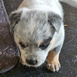 Tucker - Blue speckled male Australian Cattle Dog puppy in Cora, Wyoming from Lyla Hinman's Australian Cattle Dogs