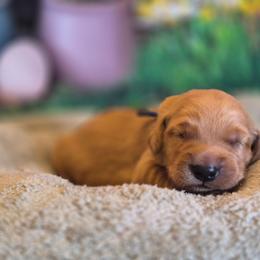 Black - Dark golden male Golden Retriever puppy in Taft, Tennessee from McGraw's Fetching Pups