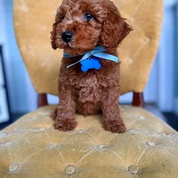 Goldendoodle Puppies from Carmel Classy Doodles