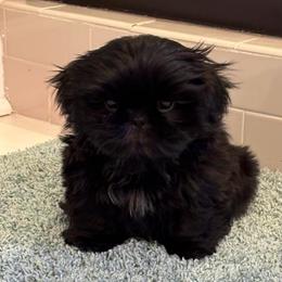 Pupernickel - Black male Shih Tzu puppy in Hendersonville, Tennessee from Peekaboo Farms