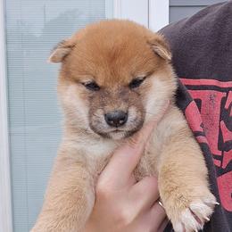 Himawari - Red male Shiba Inu puppy in Marianna, Florida from Diwasou
