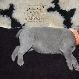 Weimaraner Puppies from Platinum Weimaraners