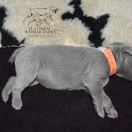 Weimaraner Puppies from Platinum Weimaraners