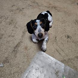 Snoopy - Dachshund