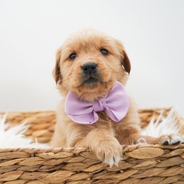 Eggnog - Dark golden female Golden Retriever puppy in Elmwood Park, Illinois from HuskiesAndGoldensWithFinesse