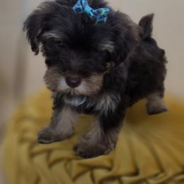 Daisy - Phantom female Bernedoodle puppy in Decatur, Tennessee from Diamond's Doodles