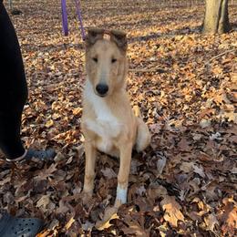 Jack - Sable male Collie puppy in Bellevue, Michigan from CrossRoads Collies