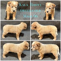 Male 06 - Red speckled male Australian Cattle Dog puppy in Sheridan, Oregon from 6pk Cattledogs
