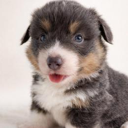 Alvin - Blue male Pembroke Welsh Corgi puppy in Beggs, Oklahoma from Blue Diamond Corgi’s