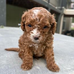Blue - Apricot male Cavapoo puppy in Spanish Fork, Utah from Poseydoodle
