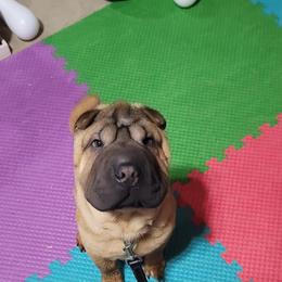Chinese Shar-Pei Puppies from Blackwitch Farms