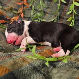 Tarragon - Black and white male Border Collie puppy in Dewey, Arizona from Fásach Stockdogs