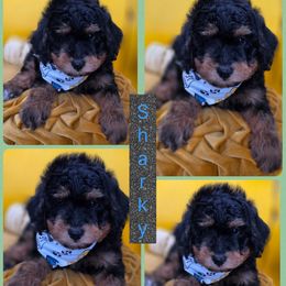 Sharky - Phantom male Goldendoodle puppy in Decatur, Tennessee from Diamond's Doodles