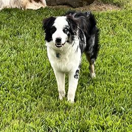 Lincoln - Australian Shepherd