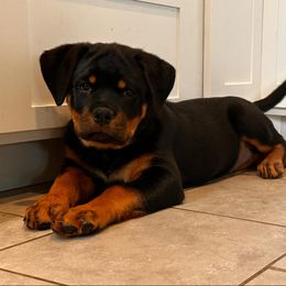 Rottweiler Puppies from Musikstadt Rottweilers