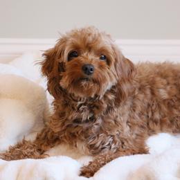 Riley - Cavapoo