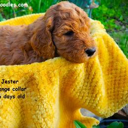 Jester - Red  male Goldendoodle puppy in Greer, South Carolina from South Paw Doodles