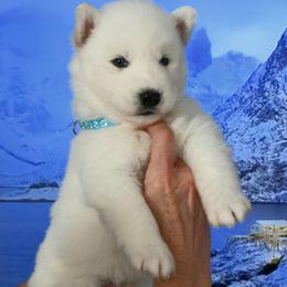 Nuka - White male Siberian Husky puppy in Miami, Florida from Blue Moon Huskies
