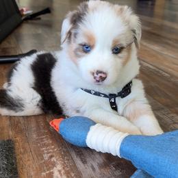 Australian Shepherd Puppies from SoCo Aussies