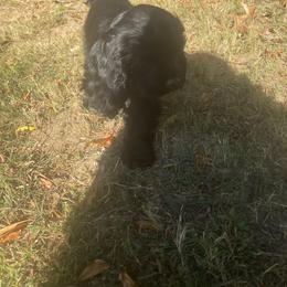 Cocker Spaniel Puppies from Huntcrest Cockers