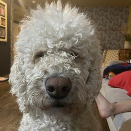 Bryan  - Labradoodle