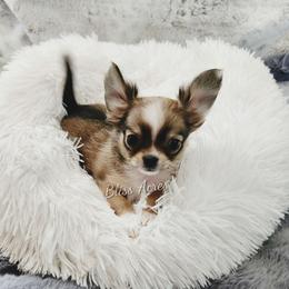 Sia - Chocolate sabled fawn female Chihuahua puppy in Ponca City, Oklahoma from Bliss Acres Farm