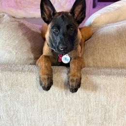 Girl 3 - Mahogany female Belgian Malinois puppy in Corpus Christi, Texas from Heavenly Firefly Belgian Malinois