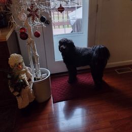 Aussiedoodle Puppies from A Dose Of Doodle