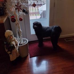 Aussiedoodle Puppies from A Dose Of Doodle