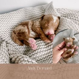 Goldendoodle Puppies from The Puppy Lodge