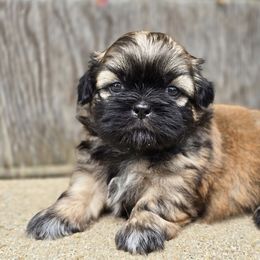 Oden - Black and tan male Shih Tzu puppy in Mountain Grove, Missouri from Precious Puppies