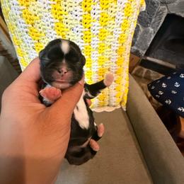 Stud owners pick - Silver female Shih Tzu puppy in Suwanee County, Florida from Everlasting Shih Tzu