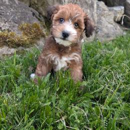 White Girl, Sable Abstract - Wheaten female Whoodle puppy in Kalispell, Montana from Countryman Whoodles