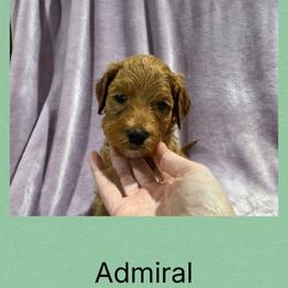 Admiral - Red male Irish Doodle puppy in Harrisburg, Arkansas from Ransone’s Ridge Runners Poodles and Doodles