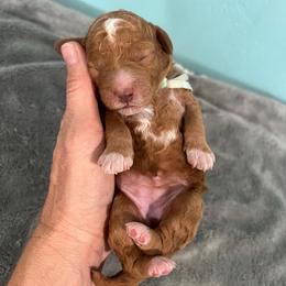 Everest - Red  female Goldendoodle puppy in Pendleton, Oregon from Blushing Doodles
