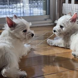 Female - White female West Highland White Terrier puppy in Yorktown, Virginia from Dragon Shield Terriers