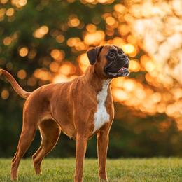 Boxers from Honey and Coal Kennels