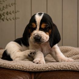 Donna - Purple collar - Black white and brown female Basset Hound puppy in Edmonton, Kentucky from RiverBottom Bassets