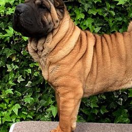 Chinese Shar-Pei from Dee Dee Wells's Chinese Shar-Pei