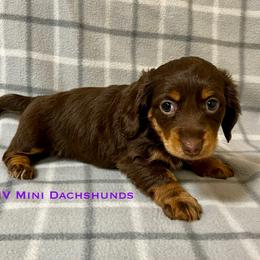 Ruffian - Chocolate and tan female Dachshund puppy in Carlsbad, Texas from MV Mini Dachshunds